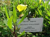 Oenothera missouriensis -  
